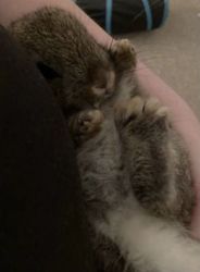 Cuddly male Netherland dwarf rabbit