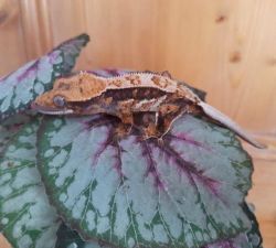 *High-end* baby crested gecko