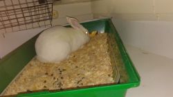 White rabbit needs to be re homed