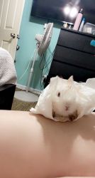 Giving away my white bunnies