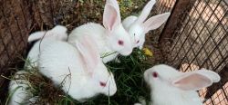 White healthy rabbit babies for sale