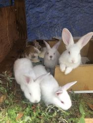 New Zealand whites Rabbit babies