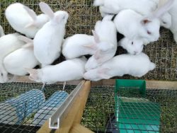 Adorable New Zealand White Bunnies
