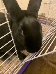 6/7mos Black Male New Zealand Rabbit Pet rehoming
