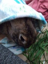 cuddly New Zealand Rabbit - neutered buck with cage