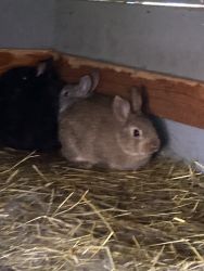 Baby Bunnies for sale