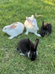 Different species of Bunnies/ Rabbits in south California