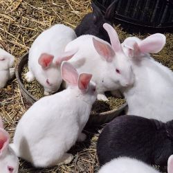 Purebred Social Pet Rabbits