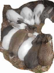 NZ/cal/Sf and Nz/cal/Sf/rex mixed Rabbits