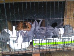 15 New Zealand Bunny Rabbits