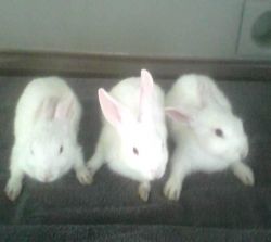 3 little bunnies (males) need a family