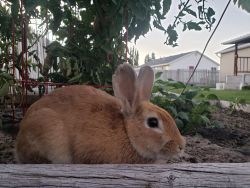 Adorable bunny needs new home!