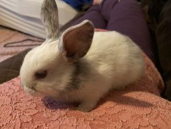 Cute and Friendly Baby Bunnies for sale in Rhode Island