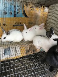 Adorable bunnies for sale
