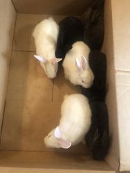 3 White, 2 Brown, and 2 Black Rabbits