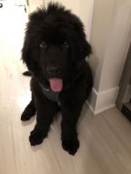 5-month-old male Newfoundland pup for sale