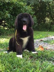 agreeable Newfoundland Puppies