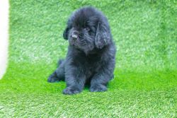 Newfoundland puppies for show homes