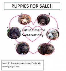 Newfiepoo Pups for Sale!!