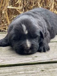 Adorable Newfoundland Puppy for Sale