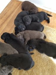 Newfoundland Puppies AKC