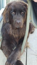 2 YR OLD MALE BROWN NEWFOUNDLAND NEEDS A GOOD HOME