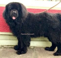 Newfoundland puppies available for sale in Bangalore - Simha kennels