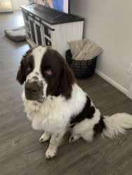 Newfoundland Male Pup (9 Months old)