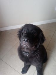 Newfoundland Puppy In Dire Need of Forever Home