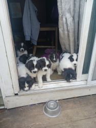 Newfoundland puppies for sale 7 males 2 females