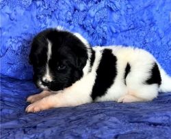 Newfoundland puppies available.