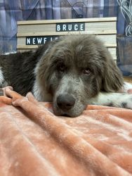 Bruce - AKC Newfoundland Puppies