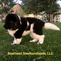 Bearheart Newfoundland Puppies