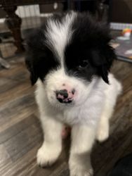 Great Pyrenees/ Newfoundland puppies