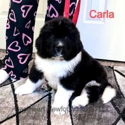Carla from Bearheart Newfoundlands, LLC