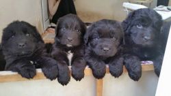 Newfoundland puppies for sale 2 girls 3 boys left