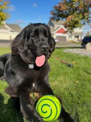 Newfoundland Puppy- AKC registered