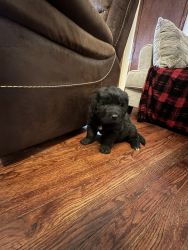 For sale Newfoundland puppies