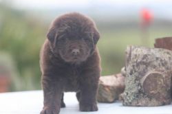 Adorable Male & Female Newfoundland Puppies