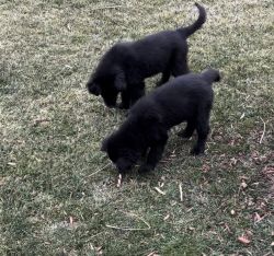 Newfoundland Male Puppies