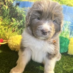 Qi’ra–Orange–AKC Newfoundland Puppies