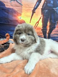 Sabine–Fushia–AKC Newfoundland Puppies
