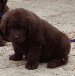 Newfoundland puppies for sale.