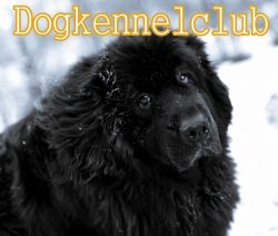 Newfoundland pure breed heavy boned pups kci