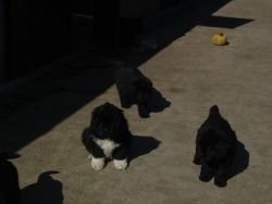 Newfoundland Puppies From Health Tested Parents