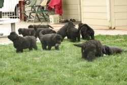 male and female Newfoundland puppies.