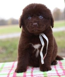 Brown Cute Newfoundland Puppies For sale