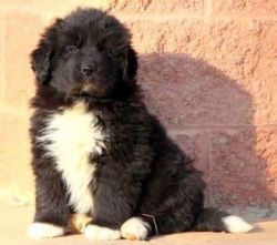 Priest AKC Newfoundland puppies for sale