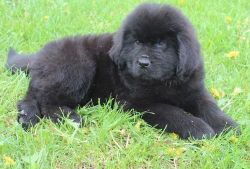 Newfoundland Puppies For Sale $500