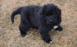Newfoundland puppies for sale $500